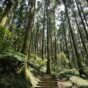 [桃園]東眼山森林遊樂區 路途景致滿分的輕鬆無痛步道
